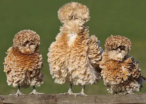 image: fluffy_chickens