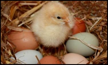 Where can i buy a hatching chicken egg