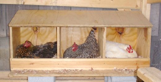 Setting Up The Proper Nest Box For Your Hens