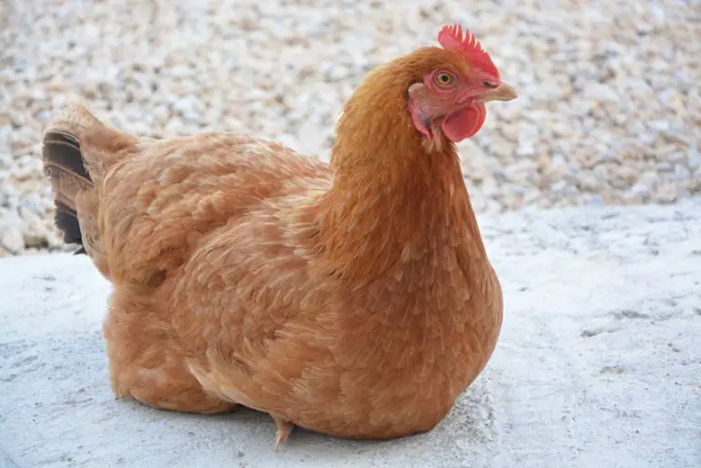 Golden Comet Chicken Pictures and Breed Information Chicken Breeds List